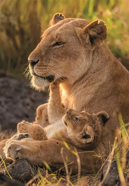Puzzle 500 Compact Feline Love