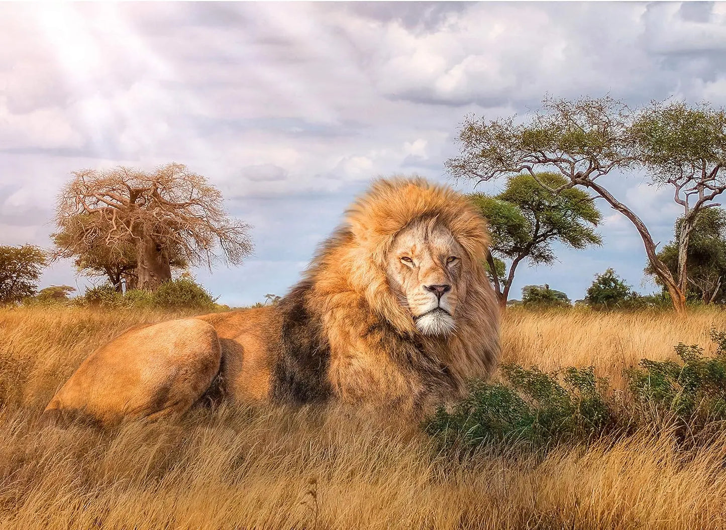 Puzzle 1000 hqc the king