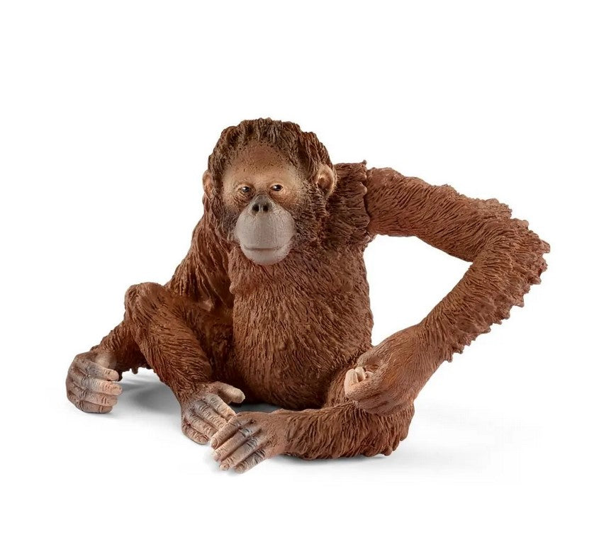 SLH orangutan samica 14775 12679