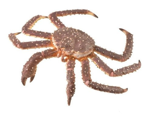 Collecta krab królewski 88851 88514