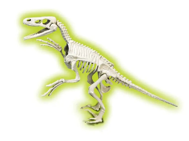 Naukowa zabawa skamieniałości welociraptor