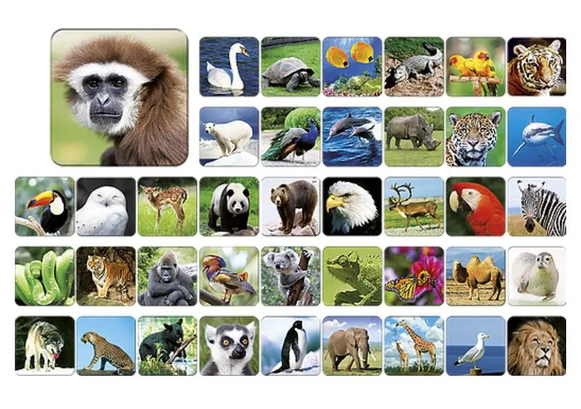Zoo memory