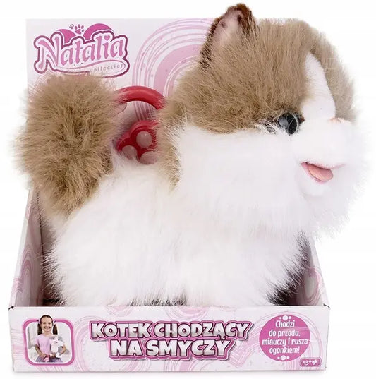 Kot chodzący na smyczy biało-brązowy