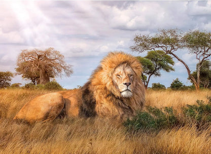 Puzzle 1000 hqc the king