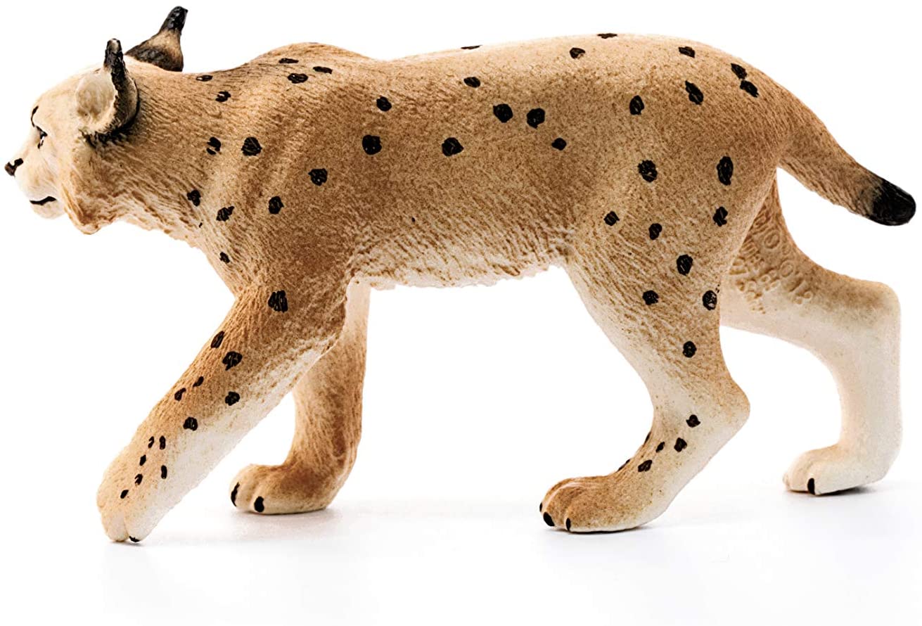 Ryś