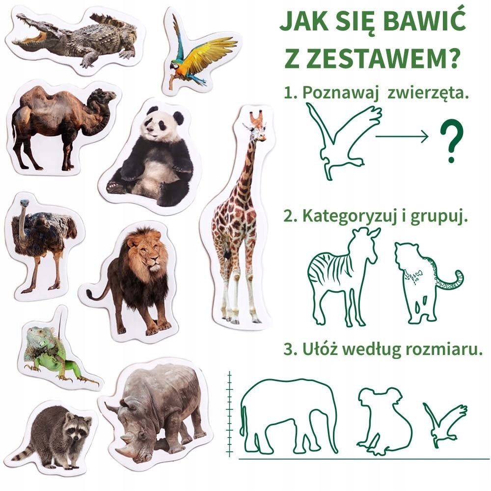 Zestaw magnesów ZOO MV6032-02 MV6032-02
