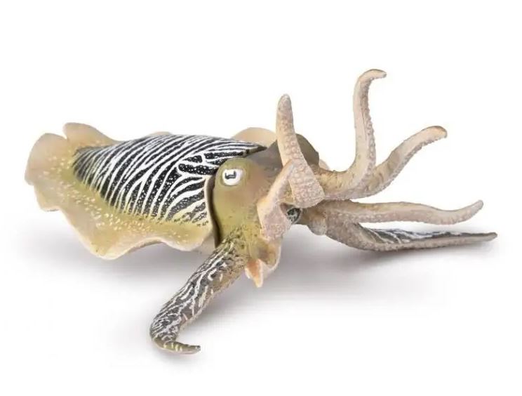 Collecta mątwa pospolita 80009 00097