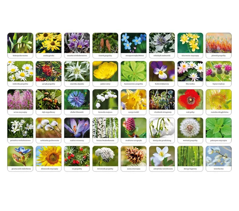 Flora polski gra memory