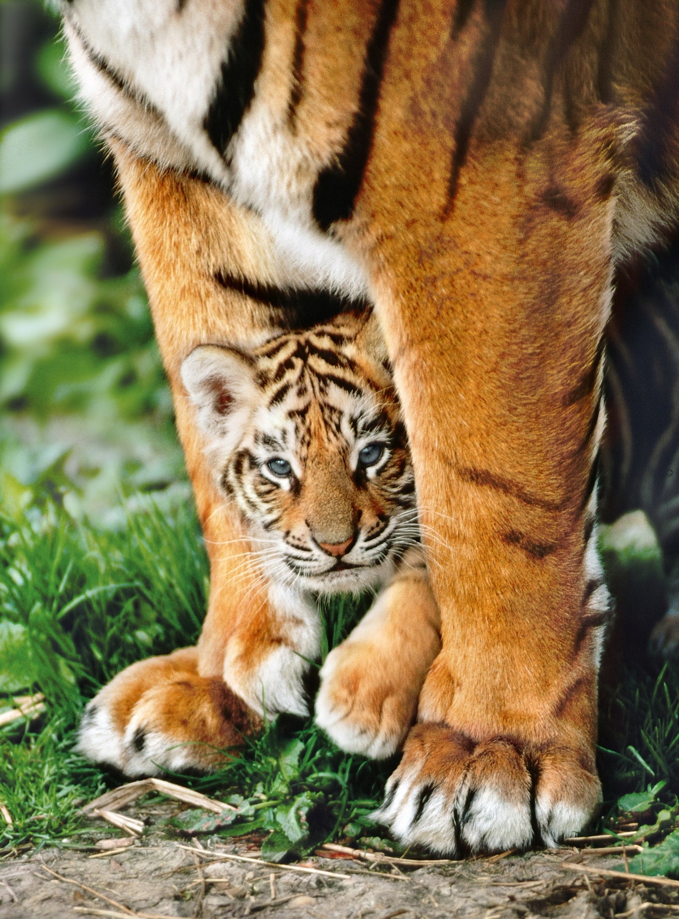 CLE puzzle 500 Bengal Tiger 35046