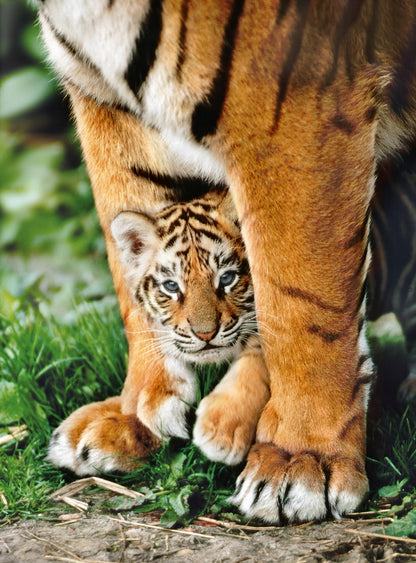 CLE puzzle 500 Bengal Tiger 35046
