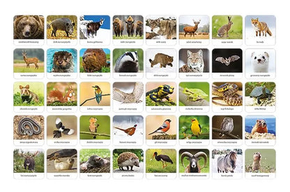 Fauna polski memory