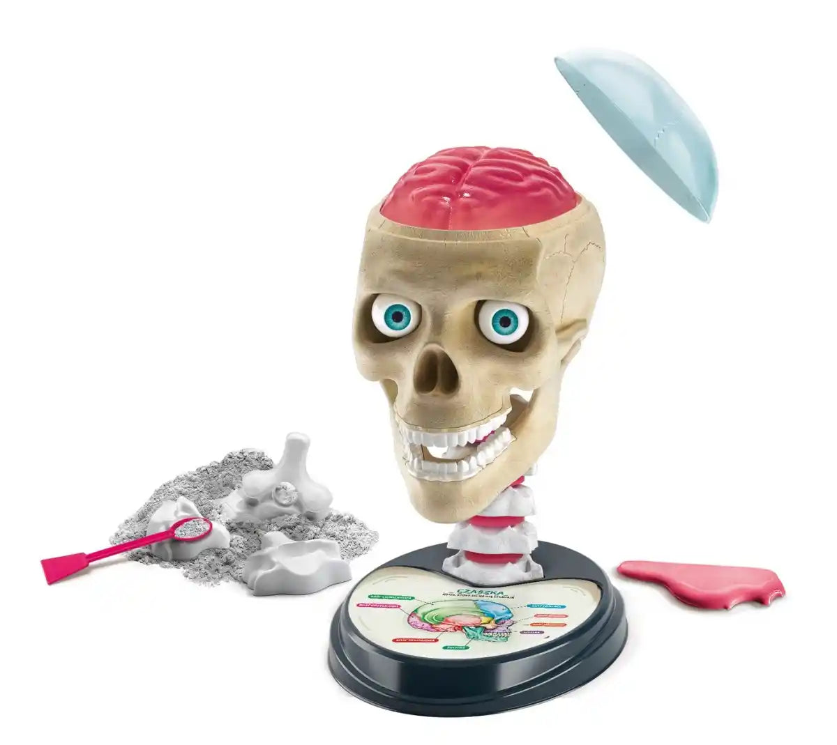 Naukowa zabawa zwariowana anatomia