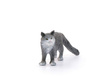 Schleich Kot Maine Coon Farmworld 13893