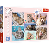 PUZZLE 100 W kocim świecie 16420 16420