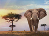 Puzzle 500 HQ African Sunset 35096