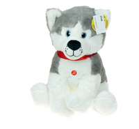 Husky siedzący 03654